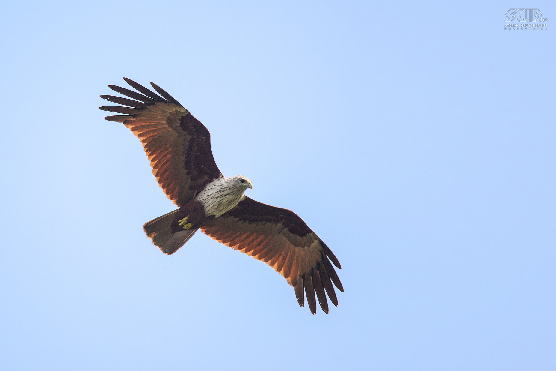 Kumarakom - Brahmaanse wouw De meest voorkomende roofvogel in het zuiden van India is de Brahmaanse wouw (Brahminy kite, Haliastur indus) Stefan Cruysberghs